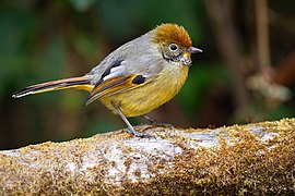 Minla strigula - Doi Inthanon