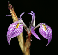 Moraea simulans