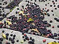 Mulberries fallen to the ground in peak season.