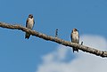 Image 82Northern rough-winged swallows in Jamaica Bay Wildlife Refuge