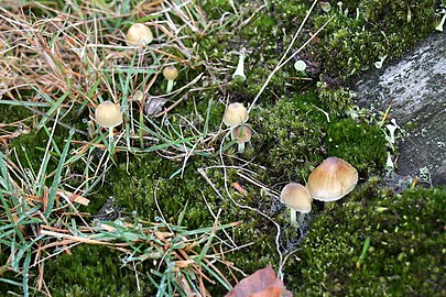 Onbekende paddenstoel in Vught (8 november)