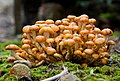 Pholiota malicola