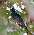 Male, Vale do Ribeira, Registro (São Paulo state, Brazil)