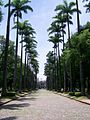 Aleia de palmeiras imperiais na Praça da Liberdade, em Belo Horizonte.