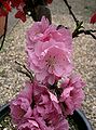 bonsai(Prunus persica)