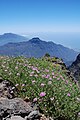 2.6.09 Pterocephalus porphyranthus auf La Palma