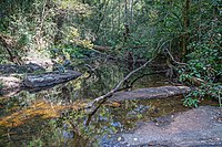 Naturschutzgebiet Sinharaja Forest