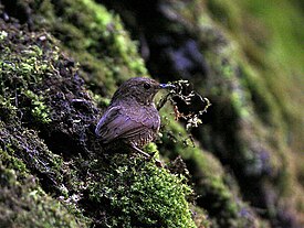 Peukkuli (Pnoepyga albiventer)