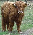 Schotse hooglander in het Westerzand (bij Wapserveen)