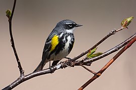 Setophaga coronata MP