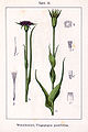 Tragopogon porrifolius vol. 14 - plate 35 in: Jacob Sturm: Deutschlands Flora in Abbildungen (1796)