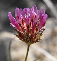 Inflorescencia de Trifolium ciliolatum