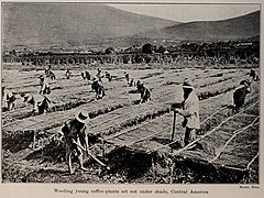 Weeding young coffee-plants set out under shade, Central America, photo from The Encyclopedia of Food by Artemas Ward.jpg