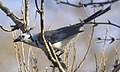 White-throated magpie-jay