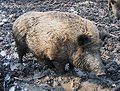 العربية: خنزير بري بالغ English: Adult Wild boar