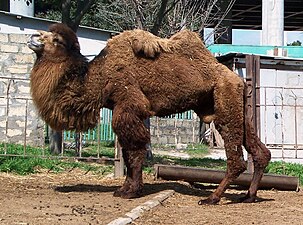 Camell bactrià (Camelus bactrianus)