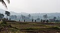 Countryside east of Pua