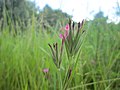 Dianthus armeria