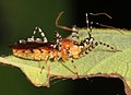 Harpactorinae : Pselliopus cinctus, Virginie (États-Unis).