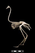Esqueleto de avestruz