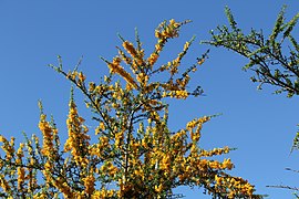 Brya Ebenus (Jamaican Rain Tree, Jamaican Ebony) (28845190366).jpg