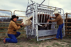 Cattle inspected for ticks.jpg