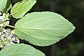 Ceanothus sanguineus