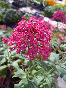 Centranthus ruber 'Coccineus' Red Jupiter's Beard Valerian.jpg