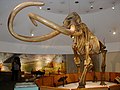 Amerikai mamut (Mammuthus columbi)