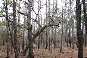 Contrasting tree types in the same forest