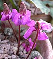 Al'pine zolotuhhein (Cyclamen alpinum)