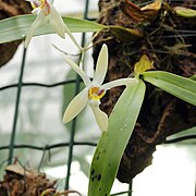 Dendrobium triflorum