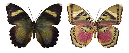 Museum specimen ♀ - Two views of same specimen