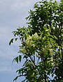 Foliage and flowers; Denmark