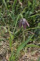 Fritillaria affinis