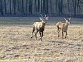 Jelene v Národnom parku Dunaj-Dráva