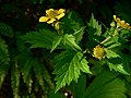 Geum macrophyllum