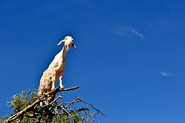 Une chèvre dans un arbre (novembre 2015).