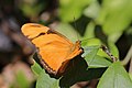 D. i. nudeola female, Cuba