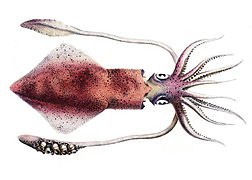 Loligo vulgaris