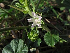 Malva neglecta, 2020-12-11, Beechview, 01.jpg