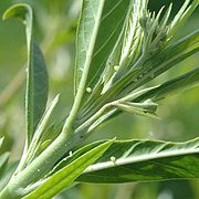 Œufs sous les feuilles d'un arbre à ballon (Asclepias physocarpa)