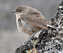 Hedskvätta på Kilimanjaro