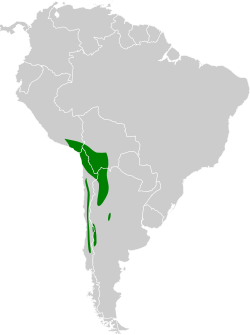 Distribución geográfica de la dormilona nuquirroja (excluyendo M. rufivertex occipitalis).