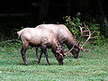 Elk (North Carolina)