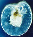 Image 74Dinoflagellate (from Marine food web)