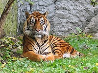 sumatranski tigar