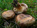 !Paxillus obscuroporus!