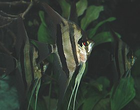 Acará-bandeira (Pterophyllum scalare)