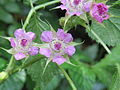 キイチゴ属（バラ科）の花